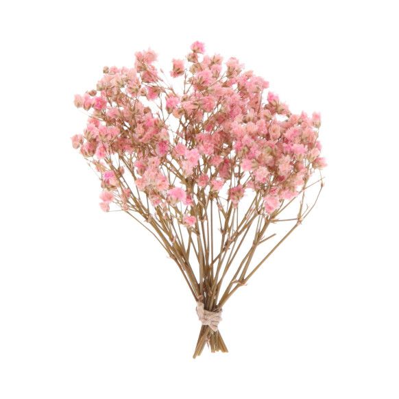 RAMO PANICULATA | ROSA
