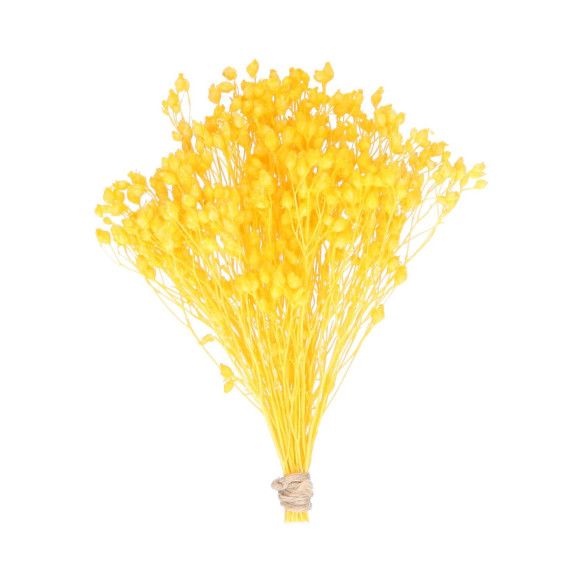 BROOMS PRESERVADO | AMARILLO