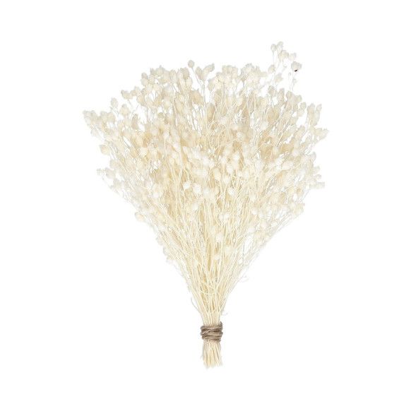 BROOMS PRESERVADO | BLANCO