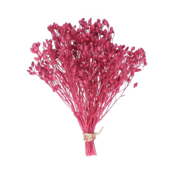 BROOMS PRESERVADO | FUCSIA