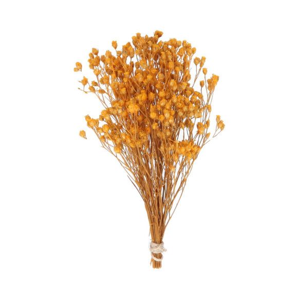 BROOMS PRESERVADO | MARRÓN