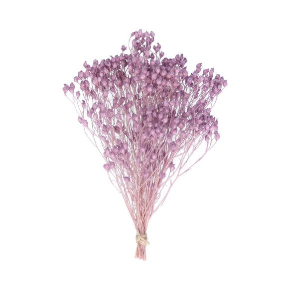 BROOMS PRESERVADO | MORADO