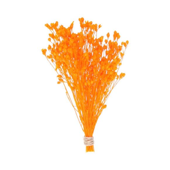 BROOMS PRESERVADO | NARANJA