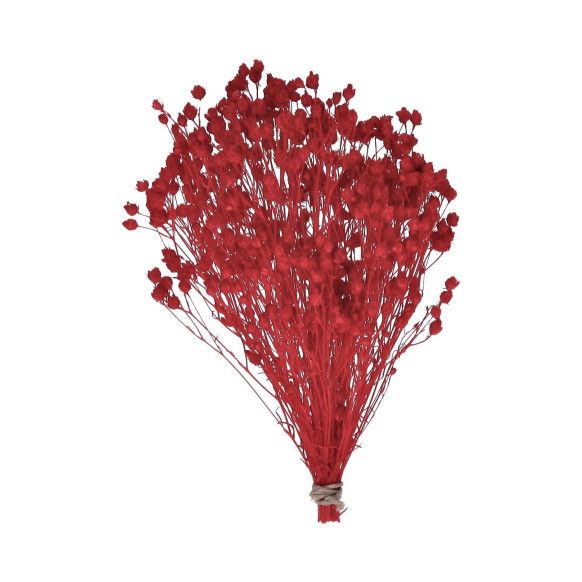 BROOMS PRESERVADO | ROJO