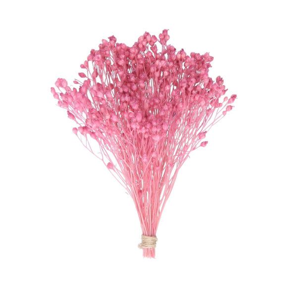 BROOMS PRESERVADO | ROSA