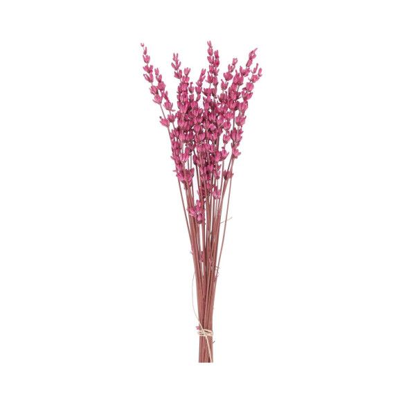 LAVANDA PRESERVADA | FUCSIA