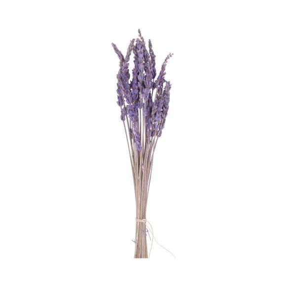 LAVANDA PRESERVADA | MORADA