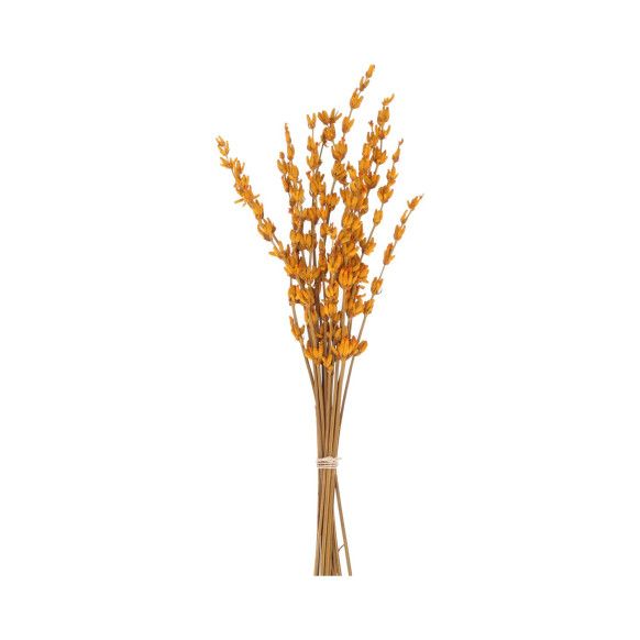 LAVANDA PRESERVADA | NARANJA
