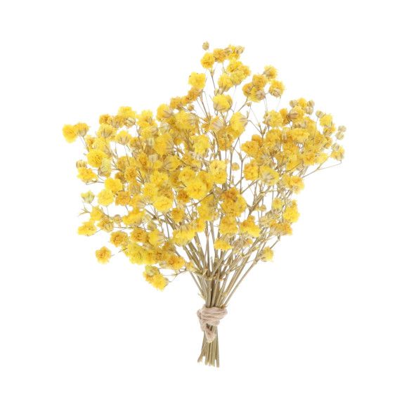 RAMO PANICULATA | AMARILLA