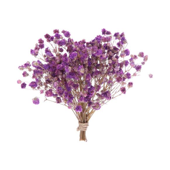 RAMO PANICULATA | MORADA