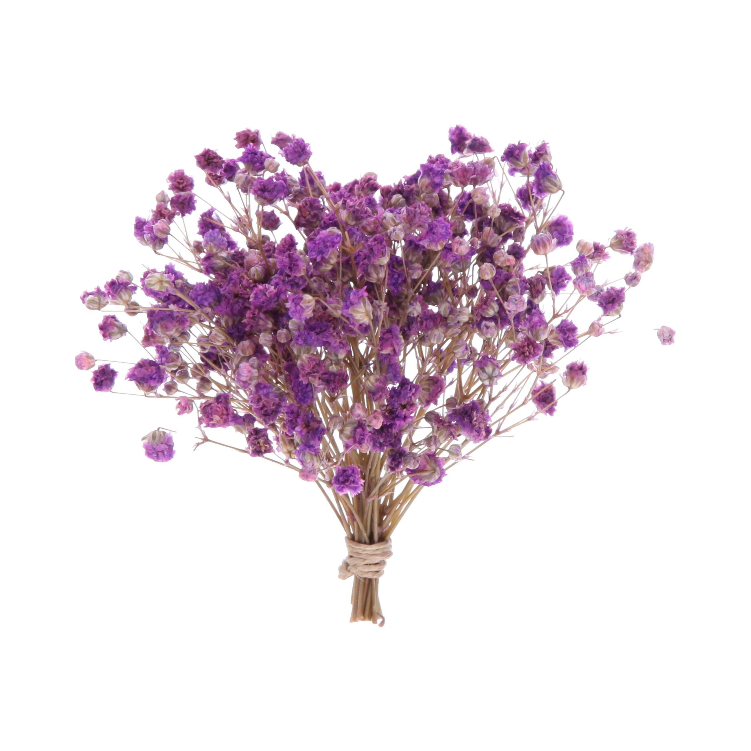 RAMO PANICULATA | MORADA