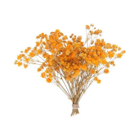 RAMO PANICULATA | NARANJA
