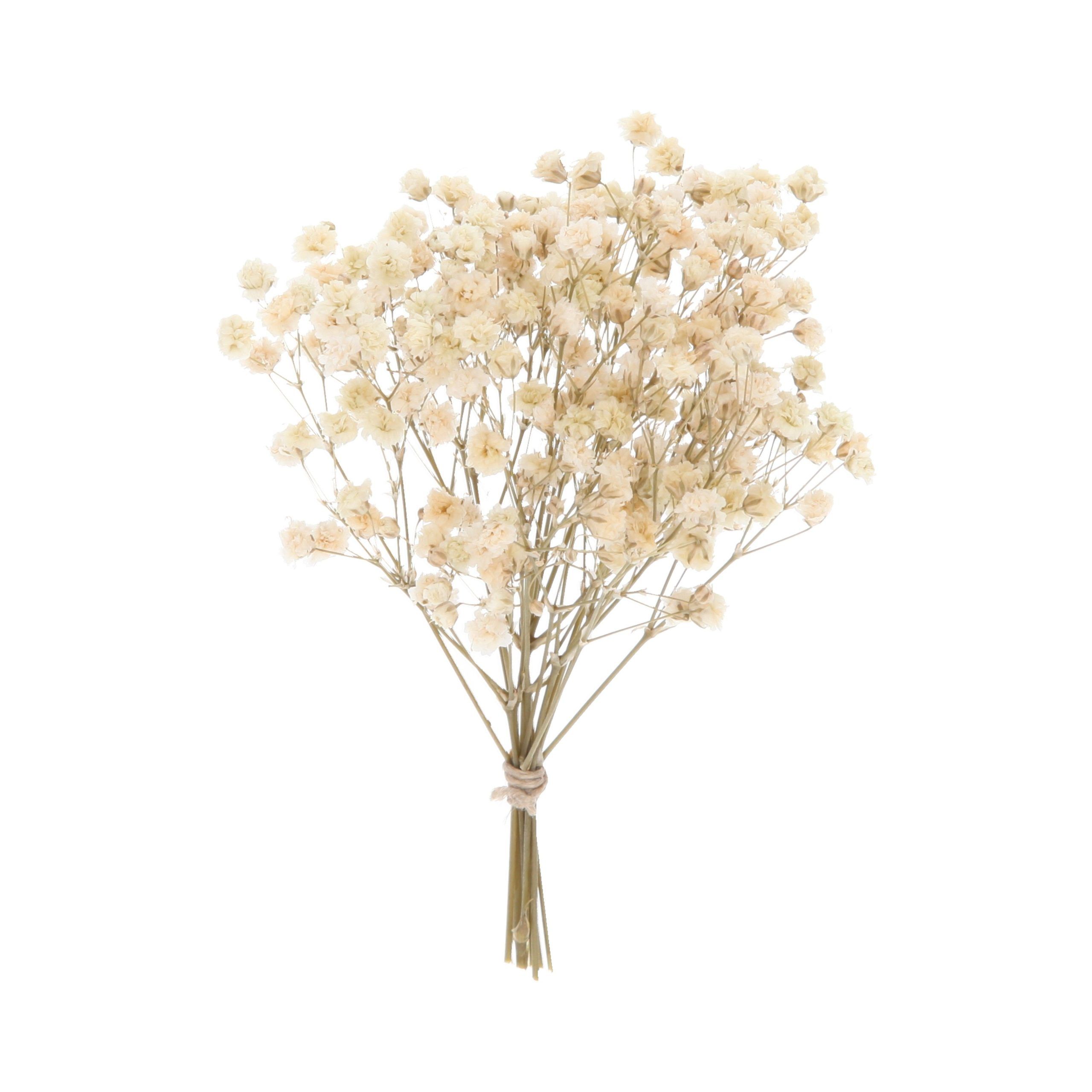RAMO PANICULATA | NATURAL
