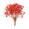 RAMO PANICULATA | ROJA