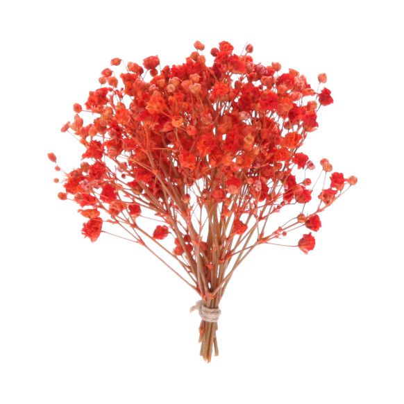 RAMO PANICULATA | ROJA