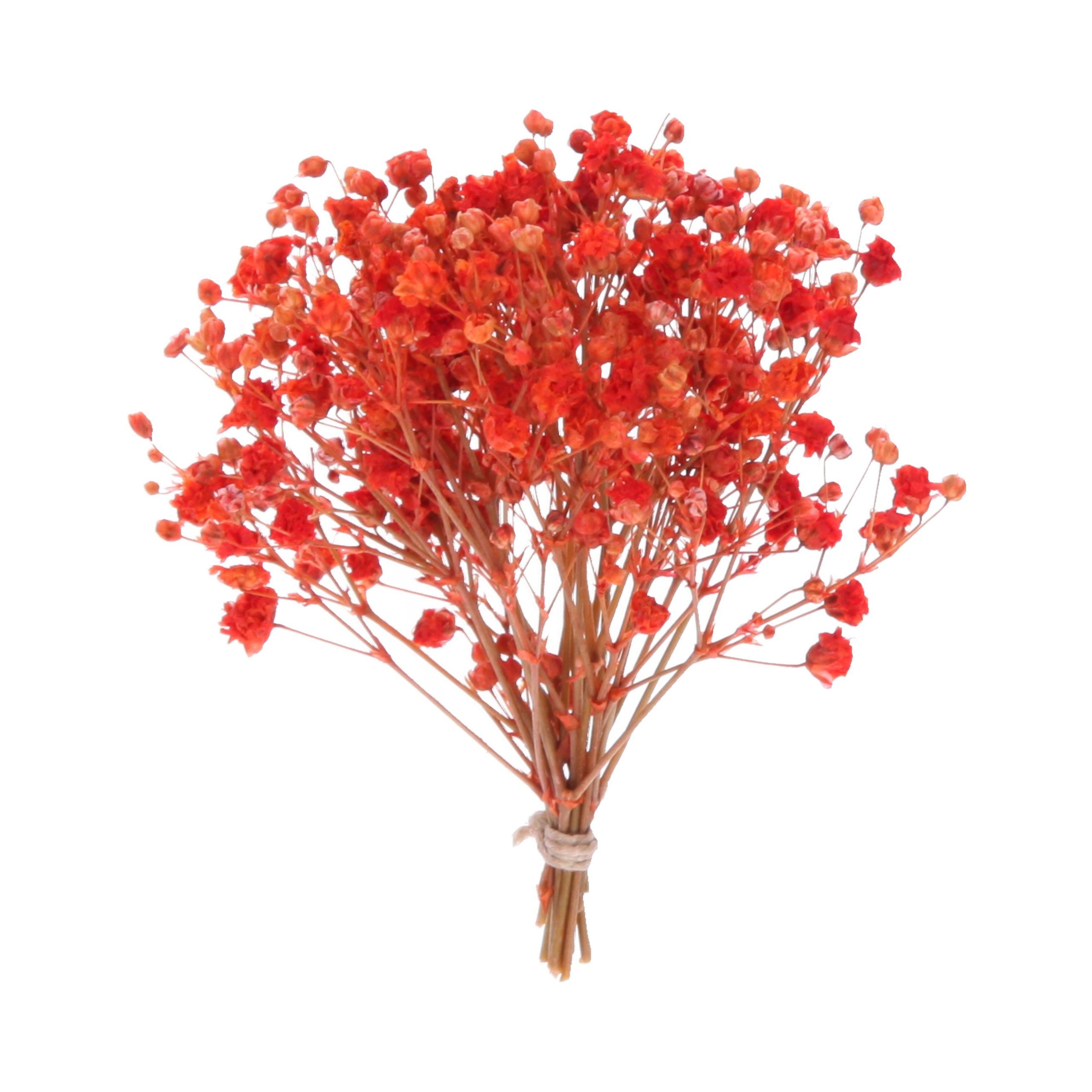 RAMO PANICULATA | ROJA